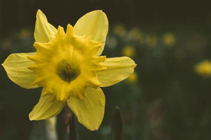 close up photography of daffodil flower